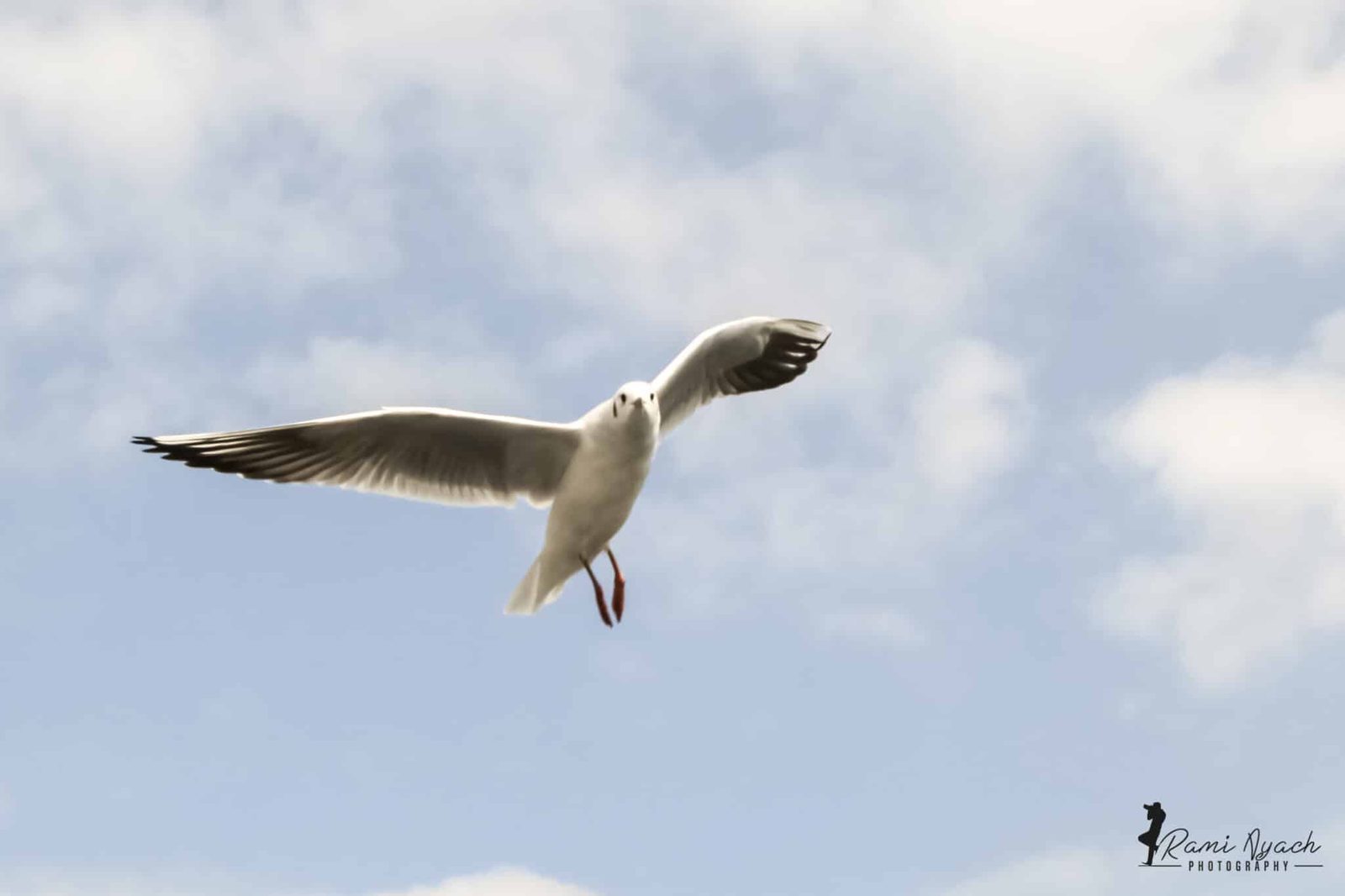 Birds in flight