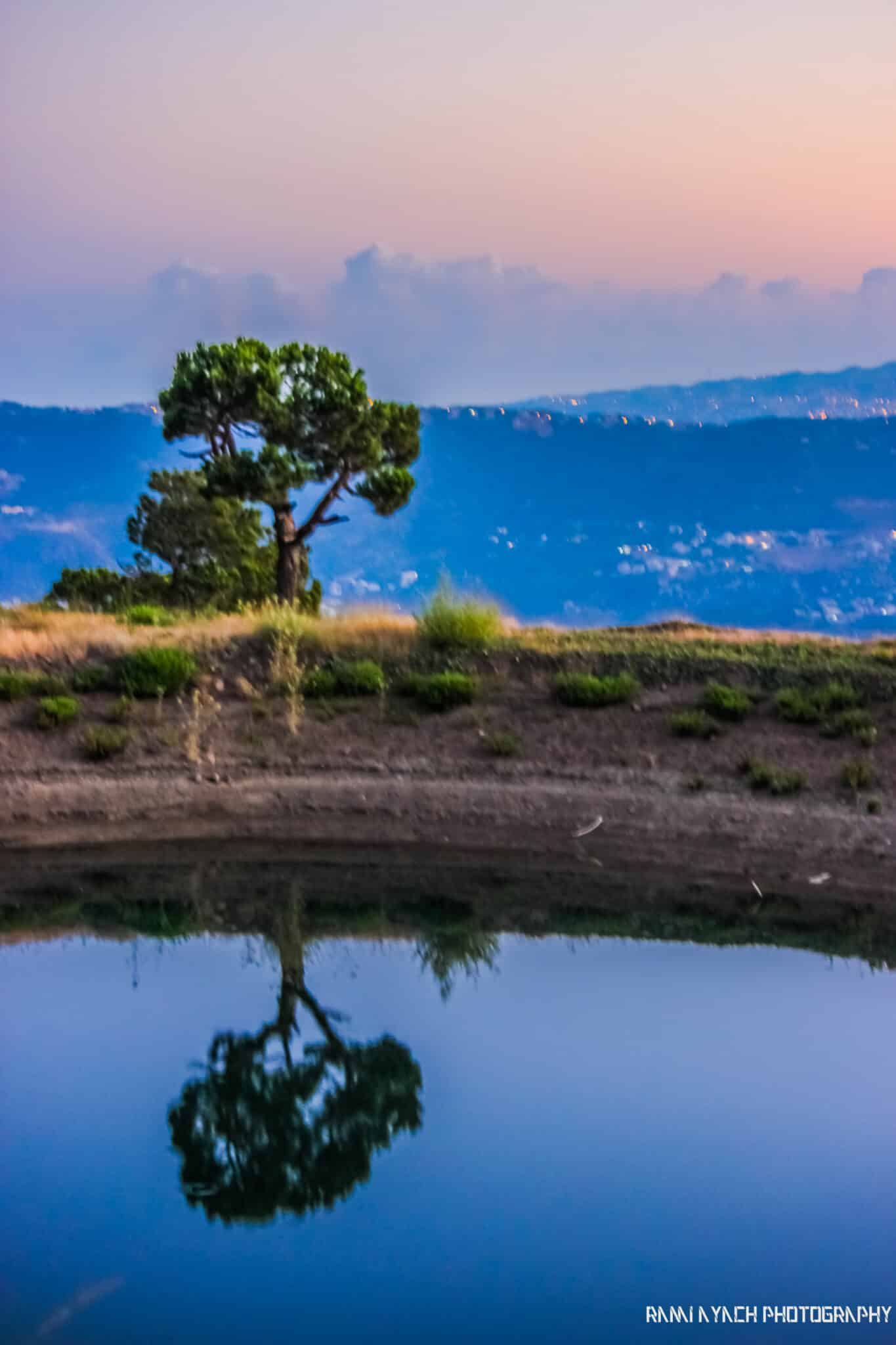 Lone tree at dusk, reflection study